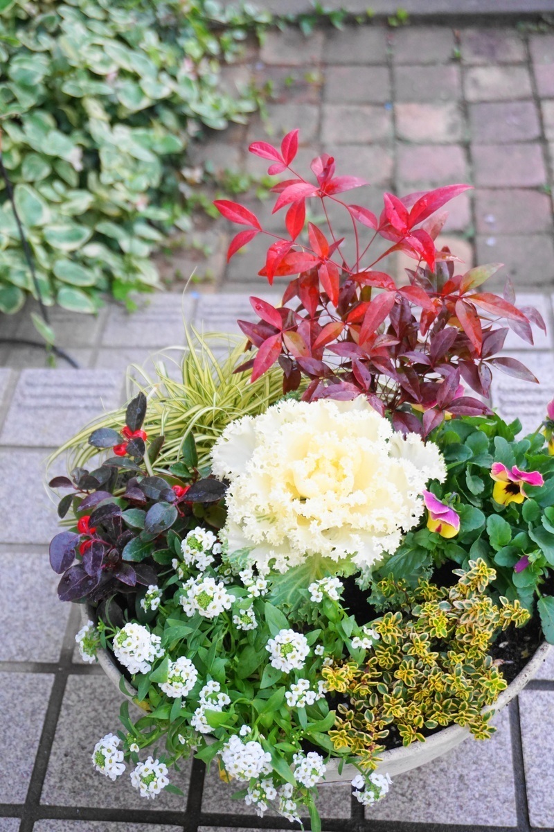お正月の寄せ植え販売中！ - 蒲郡市のガーデンセンター フラワーショップ 蒲郡園芸ガーデン