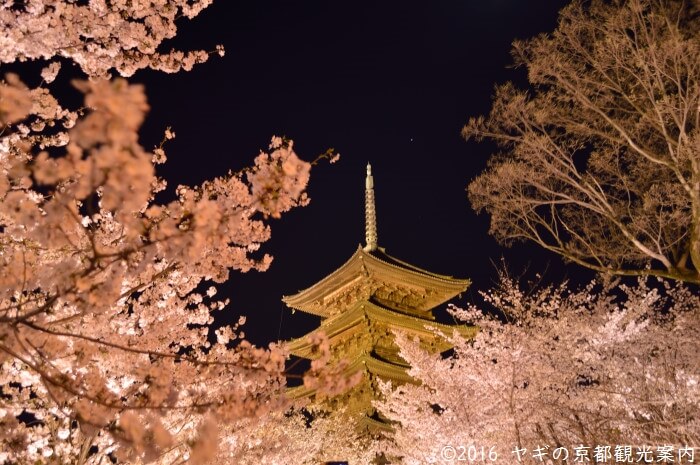 東寺 夜桜ライトアップ まだ、見頃には少し早そう。ライトアップされた東寺五重塔が金色に 京都市南区20240330 -散歩と写真 京都・大阪ほかWalker'SceneryPhotos in Kyoto and Osaka etc