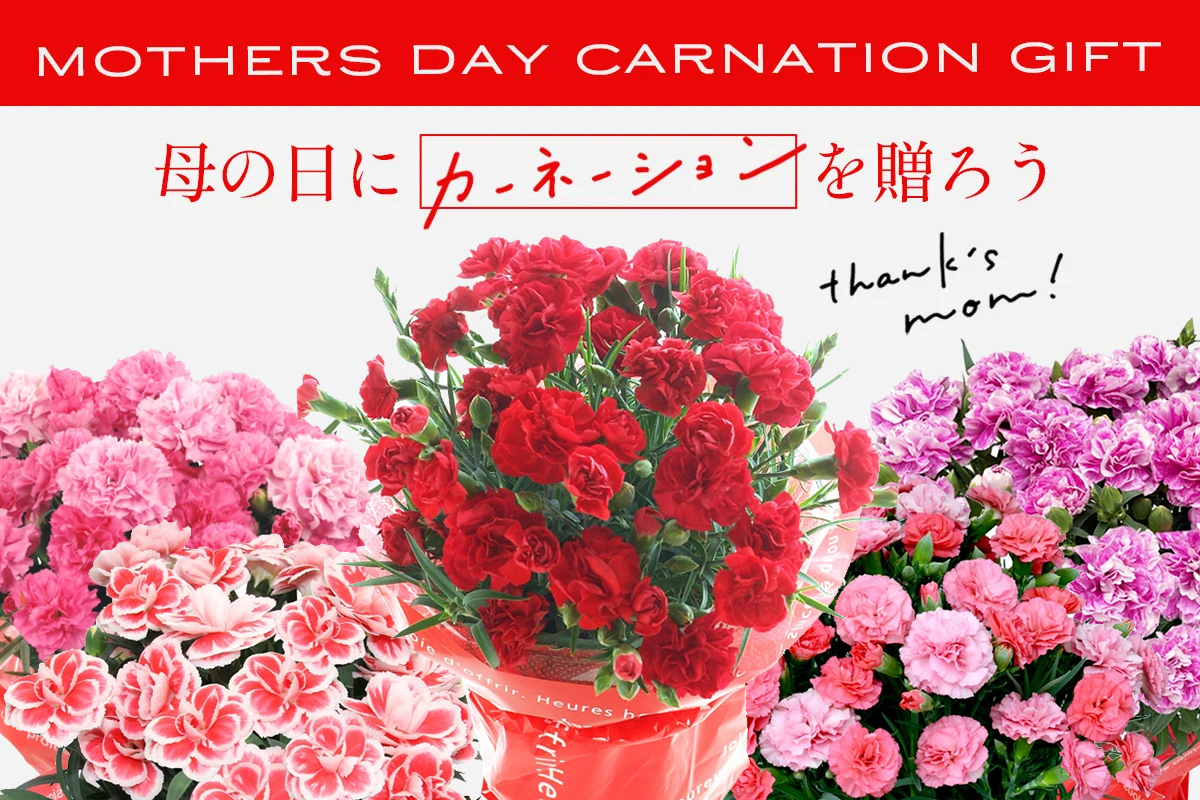 カーネーション - Wikipedia