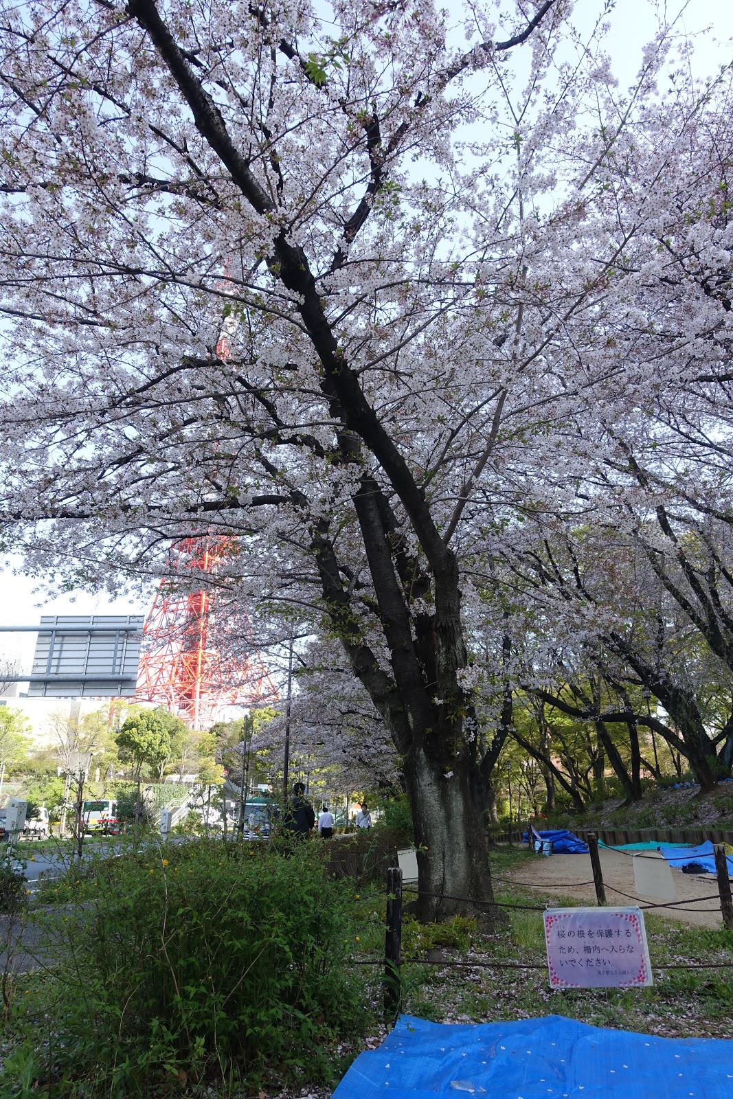 芝公園の桜花見特集2025