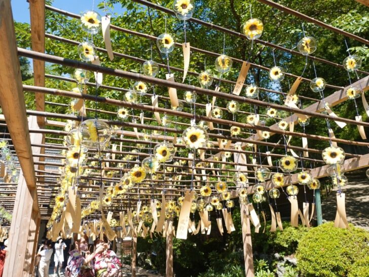 客殿前に青と向日葵 宇治田原・正寿院「風鈴まつり」
