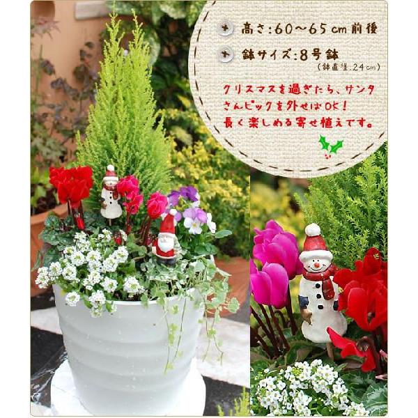 クリスマスの寄せ植えの作り方相性のいい植物や寄せ植え例を紹介