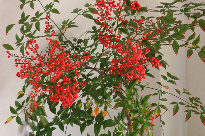 超早割お正月2026 若松と南天の正月飾り 鶴水引 薬玉 しめ縄飾り 玄関飾り 迎春飾り 縁起物 お正月 No.068 しめ縄・しめ飾り SeaLavender 通販 17043464Creema クリーマ