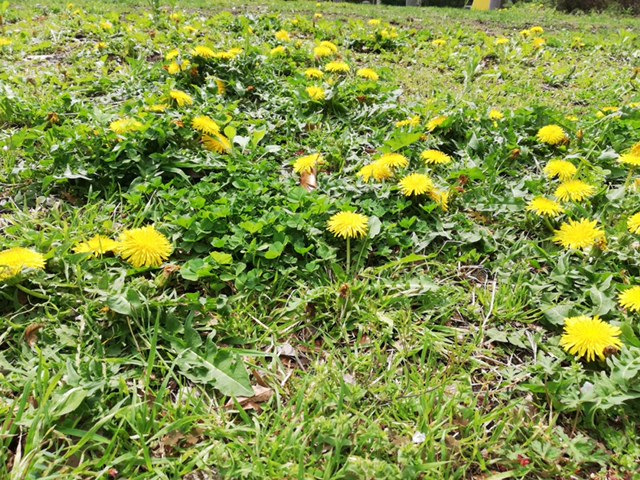 女子箱 313 つぼみ大革命 杉山優華 生誕祭2022 しゅぎ♡らびゅ しよっ！〜杉の向こう側へゆ・け・るっ？〜のチケット情報・予約・購入・販売ライヴポケット