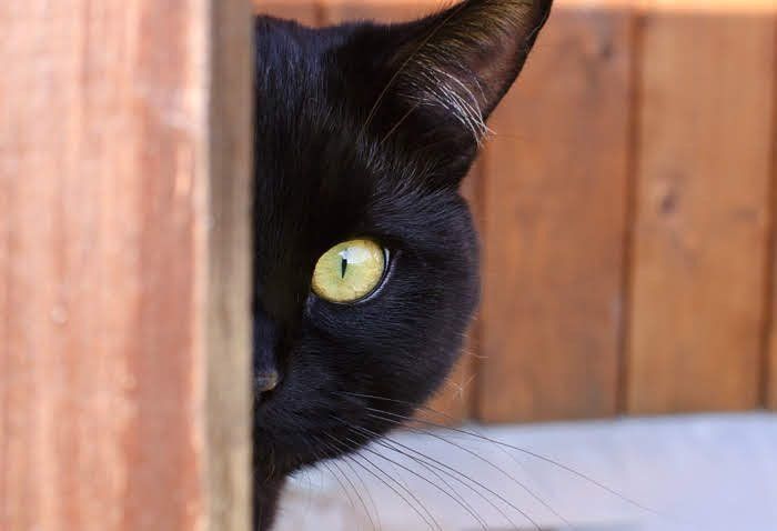 ハロウィンに黒猫が関係している理由は？その由来や秘密を解説します！ – 猫の爪とぎ Caricarina カリカリーナ