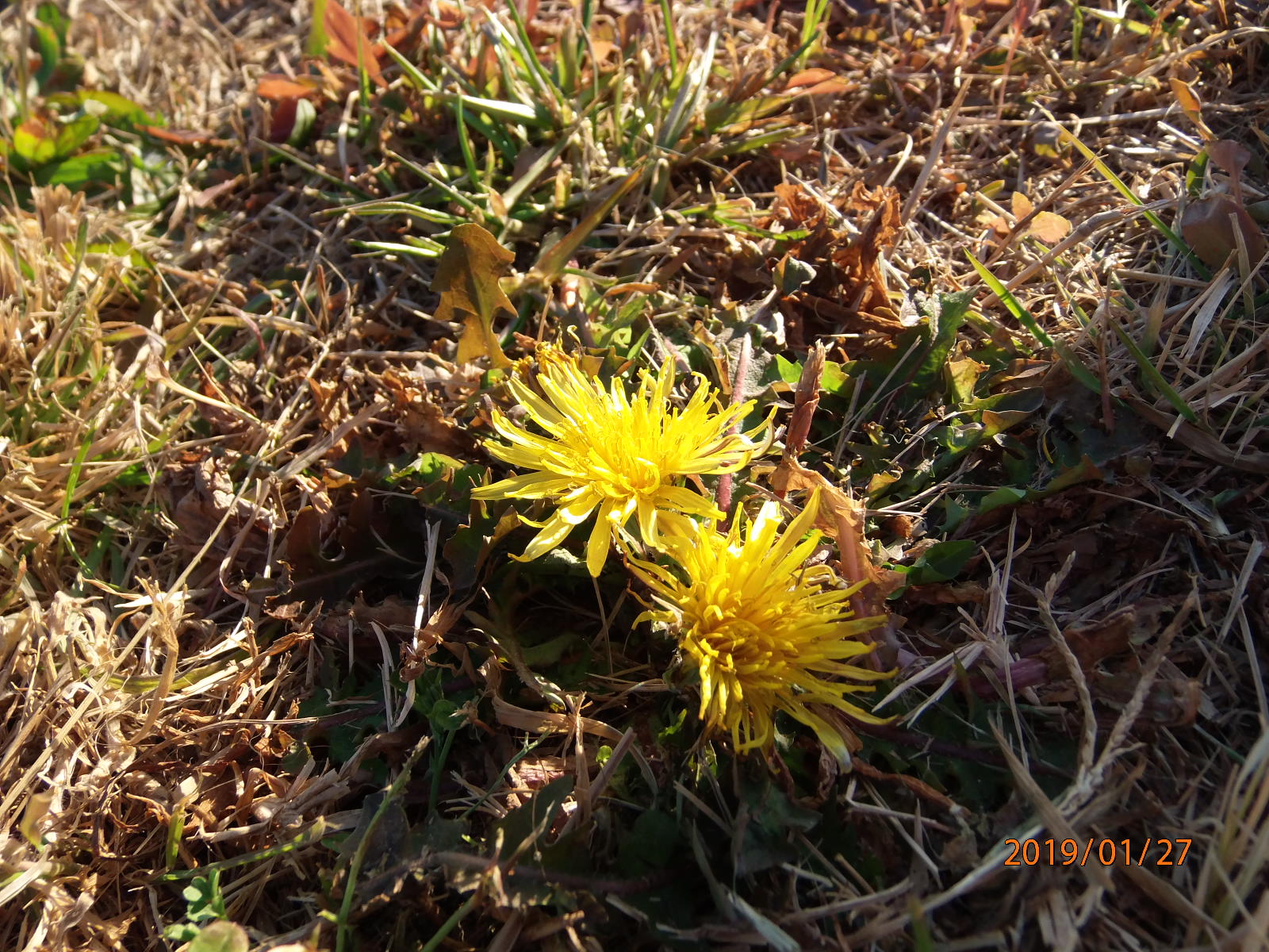 たんぽぽのつぼみの写真素材写真素材なら「写真AC」無料 フリー ダウンロードOK