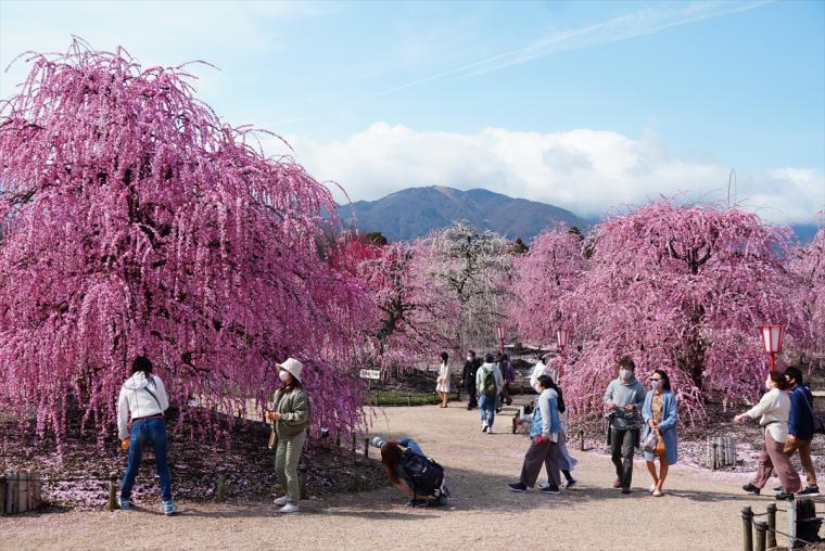 鈴鹿の森庭園・しだれ梅祭り