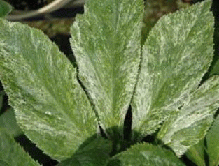 白い葉っぱの写真素材写真素材なら「写真AC」無料 フリー ダウンロードOK