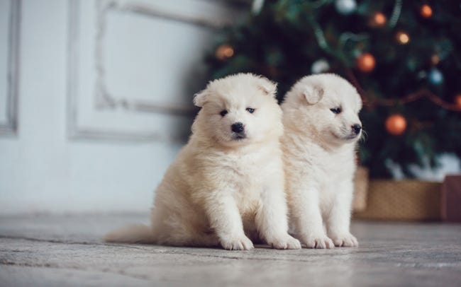 愛犬とのクリスマス、過ごし方を聞いてみた! プレゼントをあげる人は約7割 、予算は?マイナビニュース