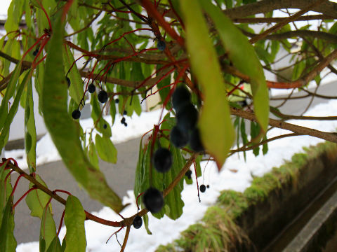 門松の飾り方！雄松・雌松は左右どっち？いつまで飾ればいいの！？ズバリ解決！XYZ