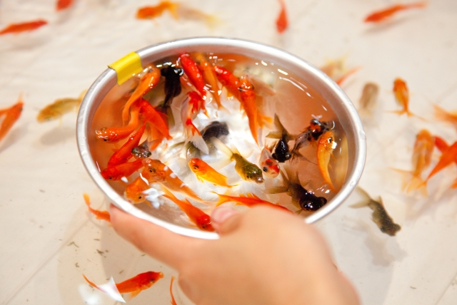 金魚すくいでとった金魚の寿命を延ばす飼育方法お祭りの出店や屋台の金魚でも長生きできる │ ソルナリウム