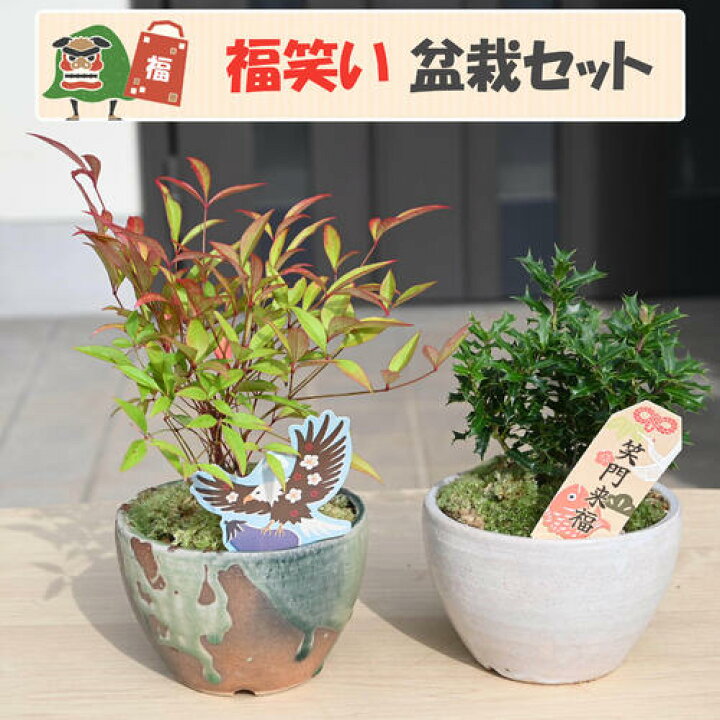 正月盆栽 松竹梅 関東版配送料込みオンラインフラワーショップ「はなとき」