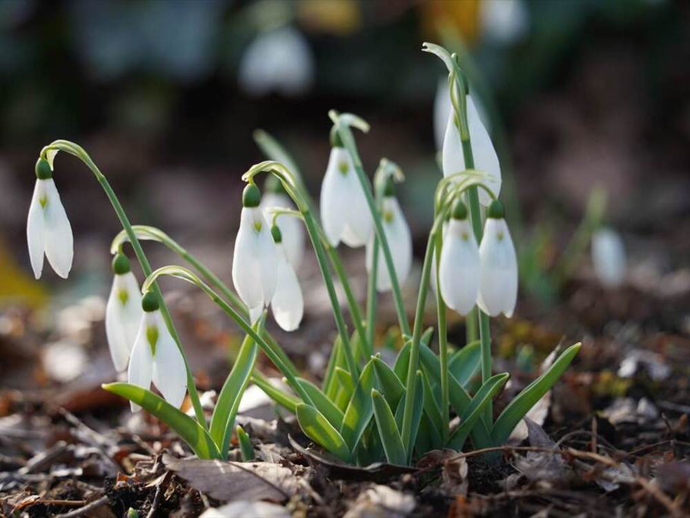 １月１０日の誕生花「スノードロップ」：366日・誕生花の辞典：誕生日の花言葉の図鑑