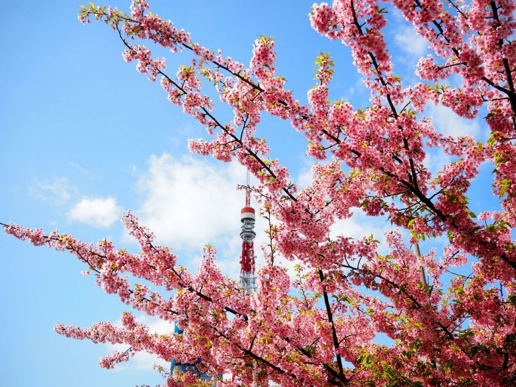 芝公園の桜と東京タワーの魅力2025 年のリアルなLemon8ユーザー体験