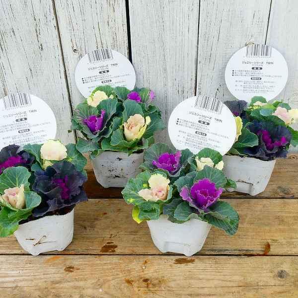 陽春園植物場 -お正月 寄せ植え お正月寄せ植え シキミア 葉牡丹 マジックドラゴン やぶこうじ南天 ビオラ 陽春園 園芸店Facebook