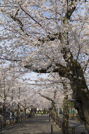 お花見！東京都内の穴場おすすめスポット３１選！と見頃な時期