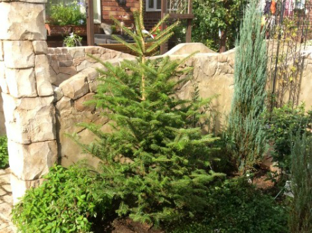 14営業日以内に発送 国産の天然木を使用 シーズナルウッド「12月」置物 インテリア 飾り 木製 手作り サンタ クリスマス ツリー108-0019- 北海道北見市ふるさとチョイス - ふるさと納税サイト