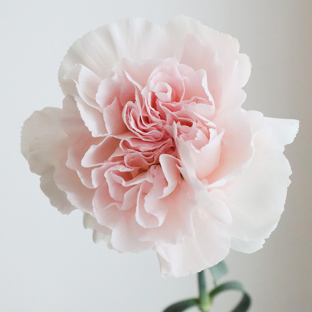 カーネーション 色見本絵のデータ販売 @水彩色鉛筆チャンネル