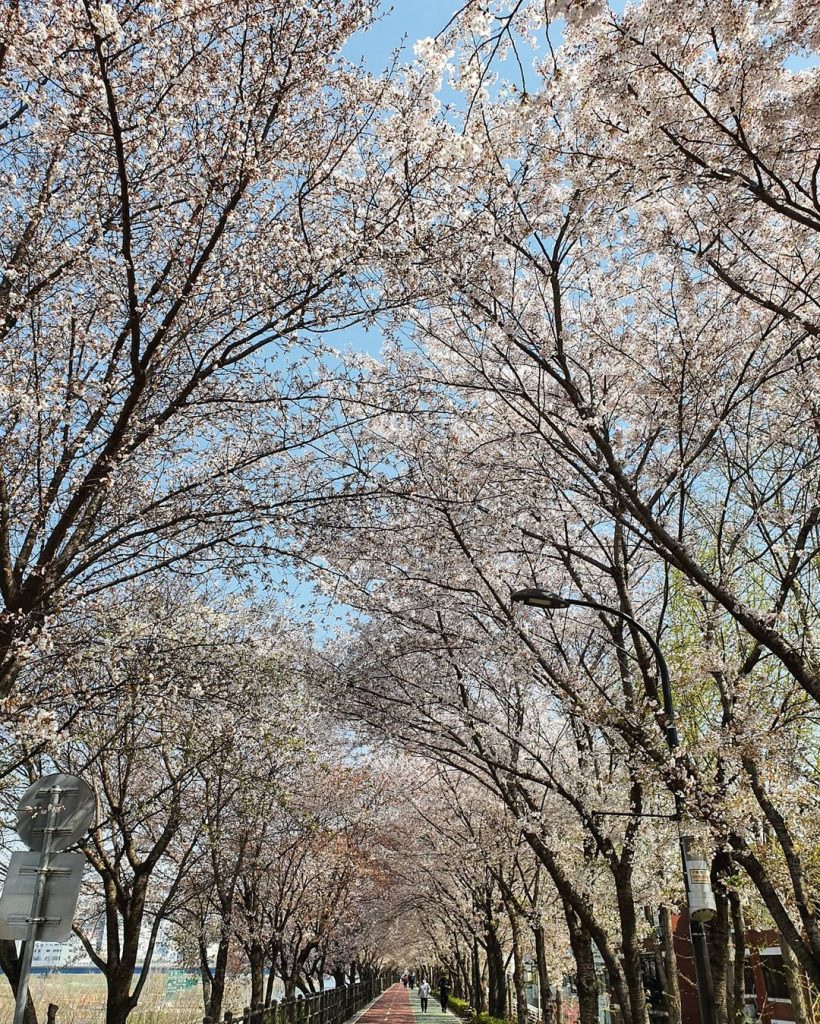 ソウルの桜の名所でお花見今日もちぇみっけ ちゅるごっけ