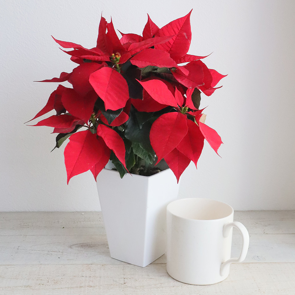 ポインセチアの花言葉とクリスマスにぴったりな作品6選minneとものづくりと
