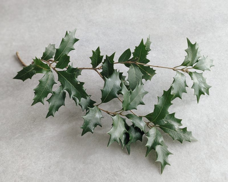 柊鰯 葉 節分 ヒイラギの写真素材 - PIXTA