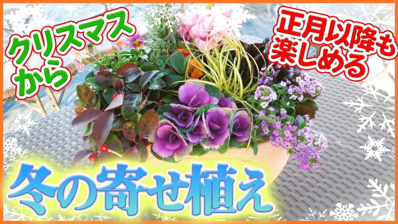 クリスマスを彩る寄せ植えの作り方初心者でもすぐにできる方法や管理のポイントを紹介コーナンTips