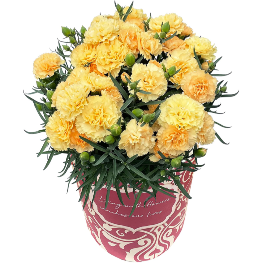 098 カーネーションのアレンジメント 母の日におすすめ！ お花 花 生花 花束 フラワーアレンジメント モダン 和風 バラ 薔薇 ローズ ピンク 紫お祝い 誕生日 結婚祝い 出産祝い ホワイトデー バレンタイン 父の日 母の日 敬老の日 記念日 結婚記念日 送別 退職 入学