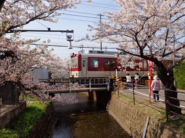 花見屋台に夜桜ライトアップ！おかげ横丁の「五十鈴川桜まつり」がイチオシ！ウォーカープラス