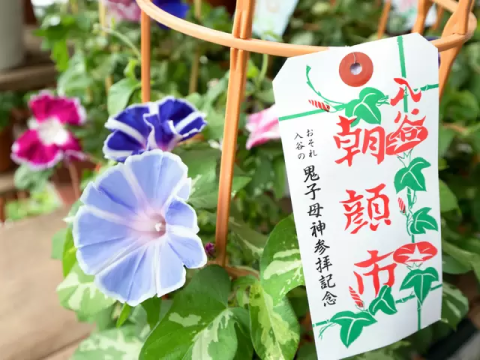 いい色探しますよ」 入谷鬼子母神で「朝顔まつり」始まる：東京新聞デジタル