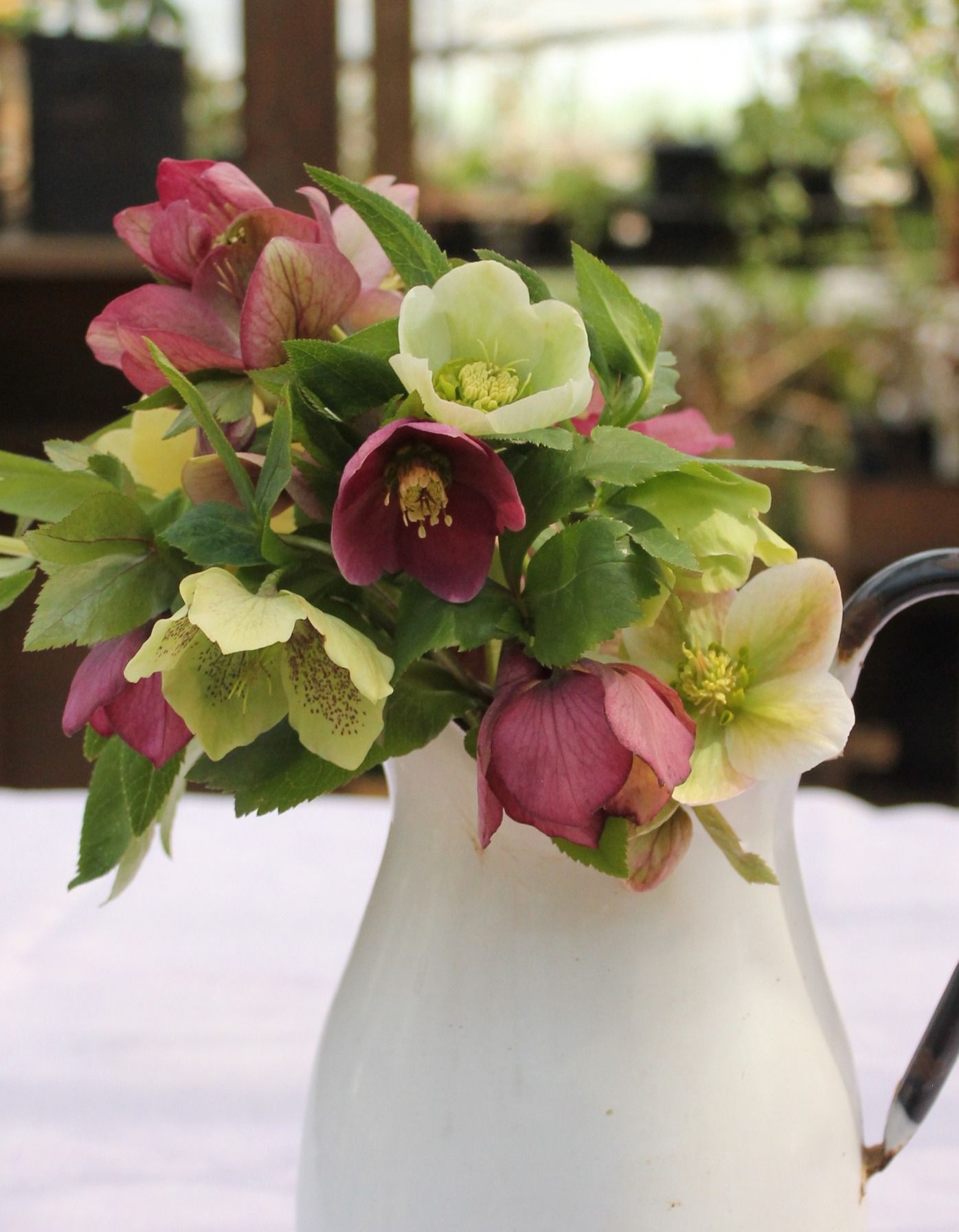 生花 クリスマスローズ 色MIXおまかせ ※受取りは 火木土 AMに。湯揚げしてご利用ください。 OT- 花材通販はなどんやアソシエ