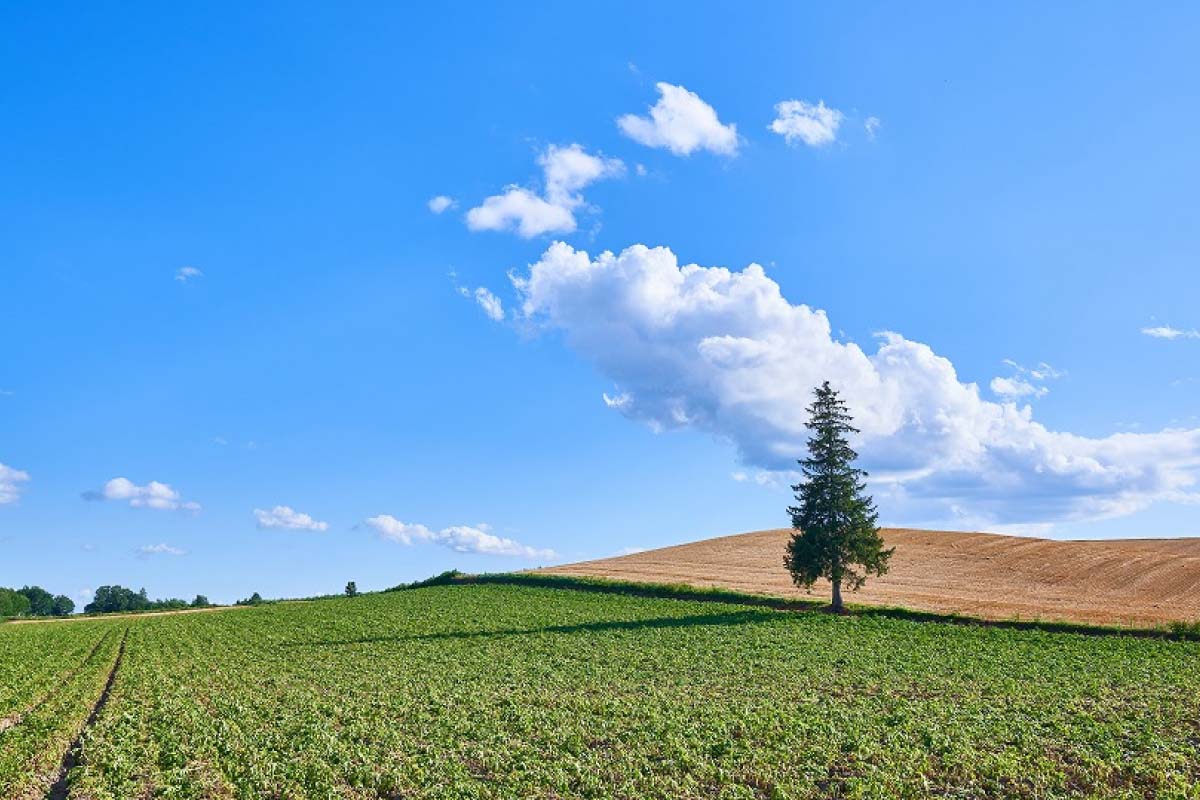 雪の街がきらめく 美瑛イルミネーションスポット :: 一般社団法人 美瑛町観光協会