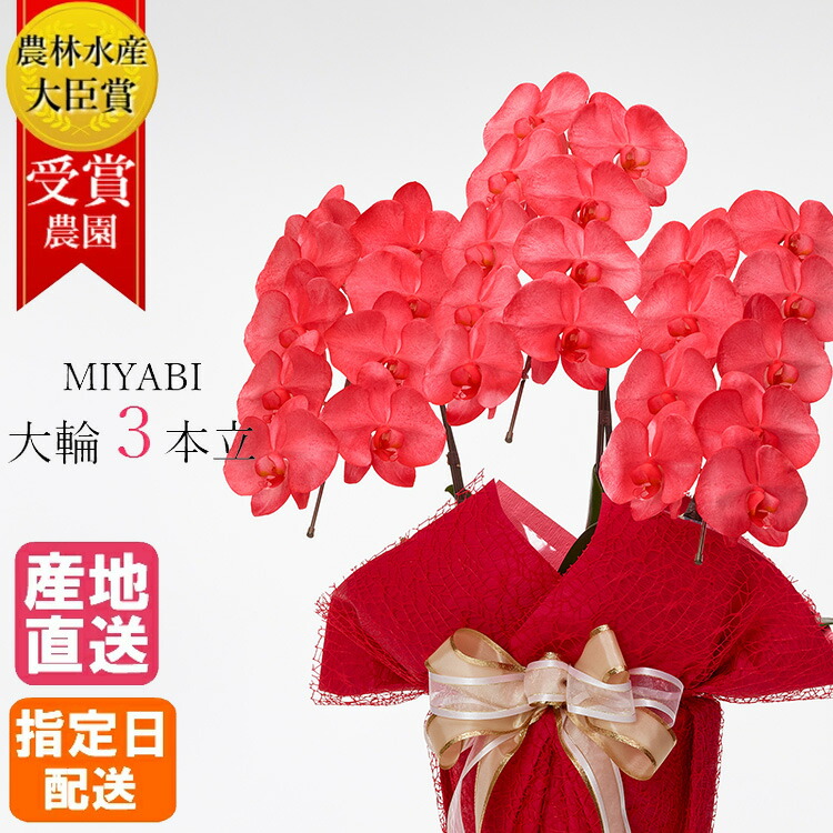 社長就任祝いに胡蝶蘭を贈るマナーや相場と定番紹介ひとはなノート