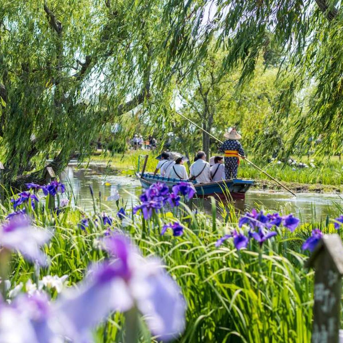 浅舞のあやめ祭り – JAWA秋田グループ秋田の介護サービス事業・保育園事業