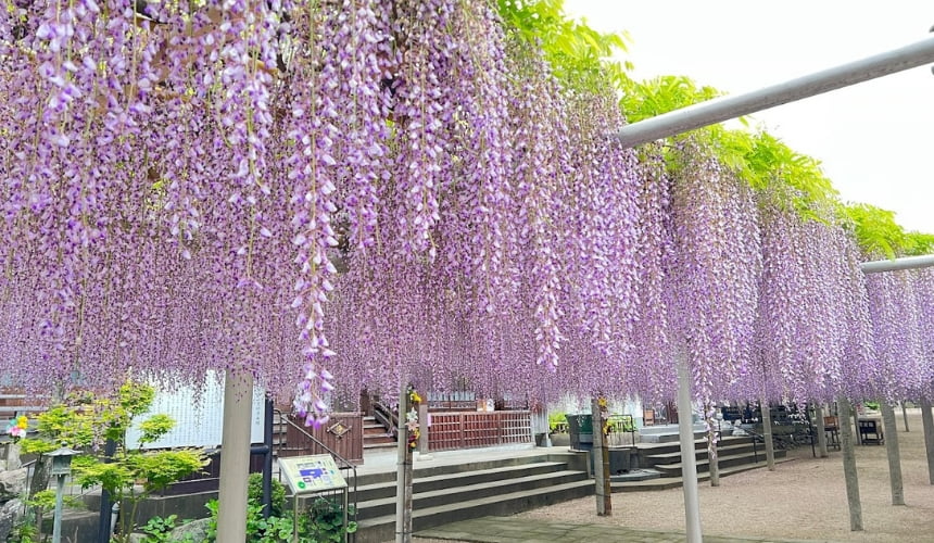北九州・吉祥寺で藤の花見頃 4月27～29日は藤まつりピックアップ福岡ふかぼりメディア ささっと