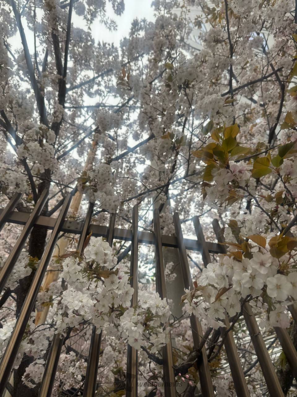 都立芝公園 on X: 