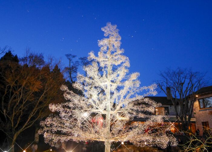 クリスマスイルミネーション: 山のホテル 箱根 芦ノ湖 季節の花便り