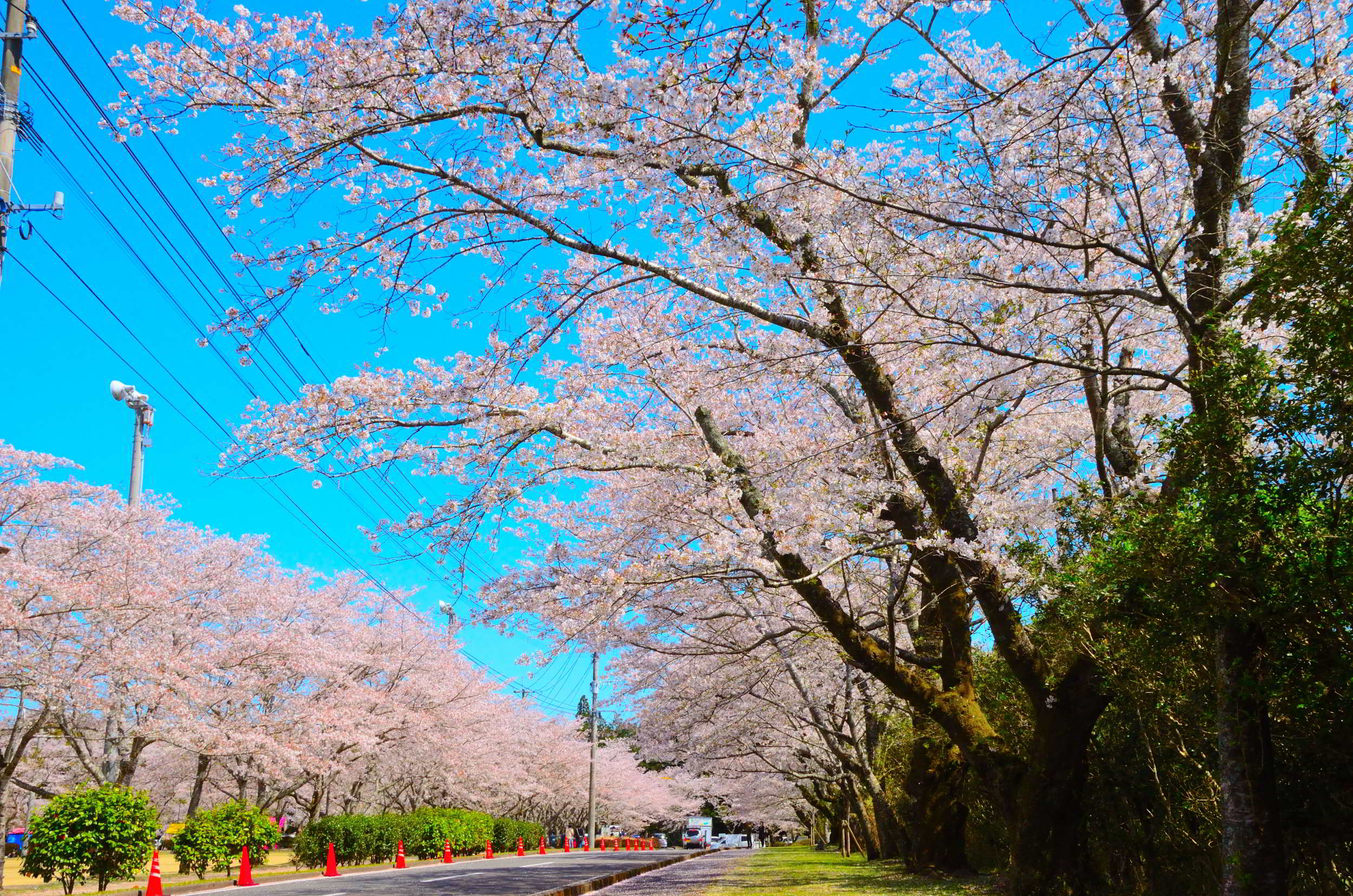 ４ ５ 金 更新 忠元公園の桜 開花状況＠葉桜 令和６年 桜シーズン終了伊佐市鹿児島県伊佐市