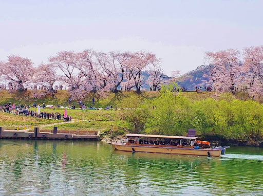 2025年 大阪の桜と屋台が楽しめる桜まつり11選！花見や夜桜にもおすすめOSAKA WALK