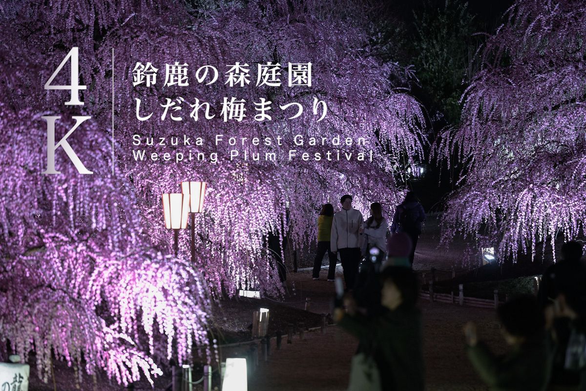 三重県鈴鹿市『鈴鹿の森庭園 しだれ梅まつり 』へのアクセスと撮影スポット岐阜フォト