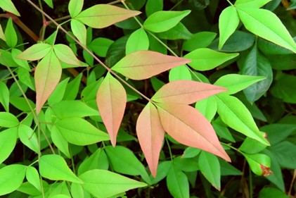 例文付き 8月上旬～下旬に使える時候の挨拶をビジネス・カジュアル別に紹介 - 起業ログ