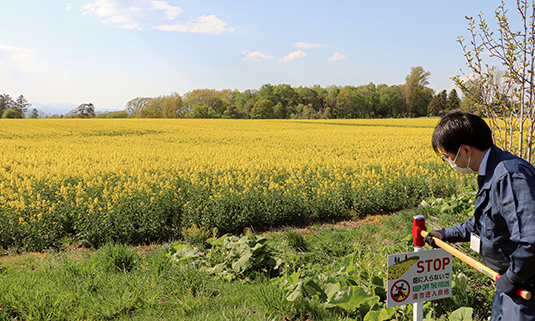 滝川市菜の花まつり - たきかわ菜の花まつり