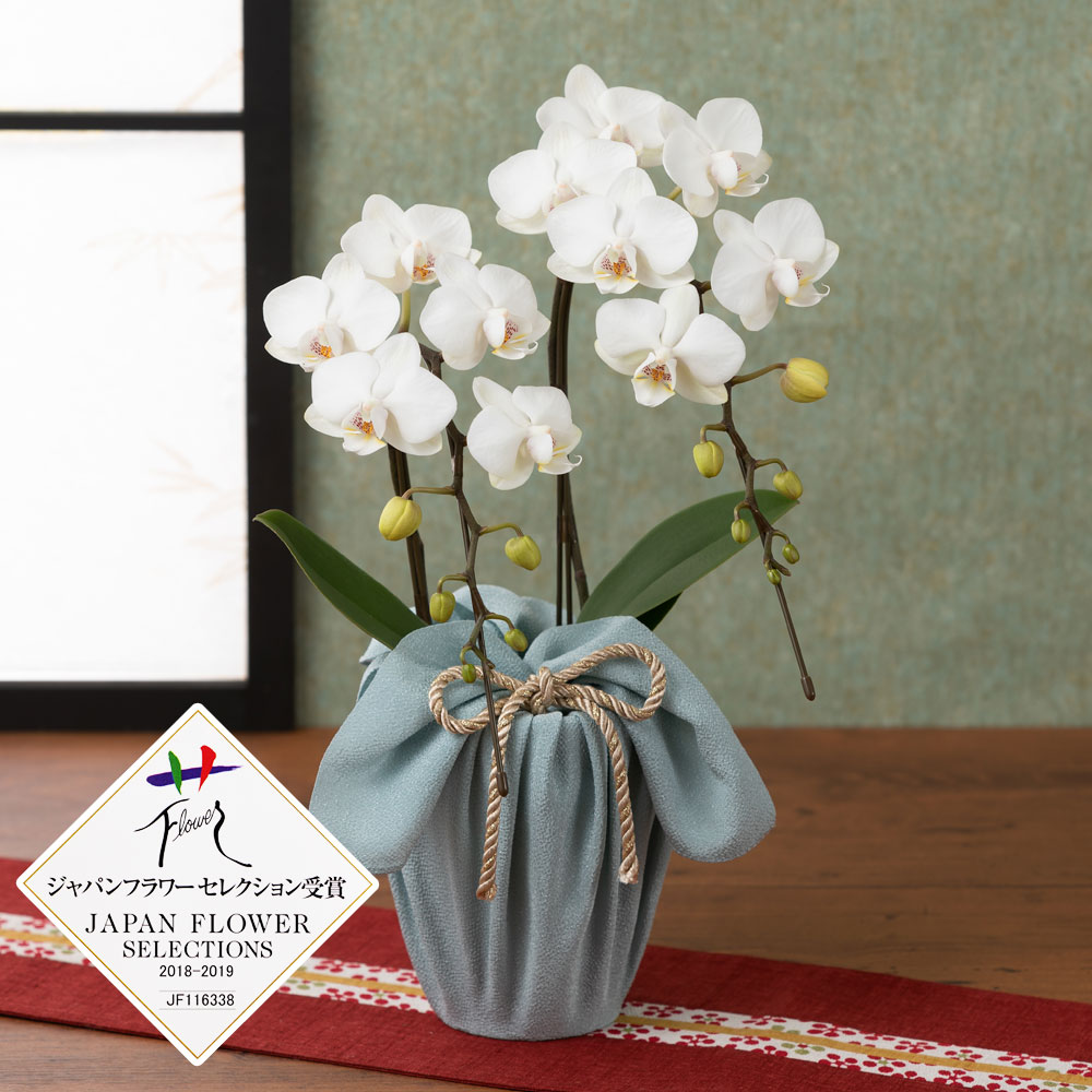 敬老の日に贈る定番の花「敬老の日といえば」この花！という人気な種類を紹介 - 花だより