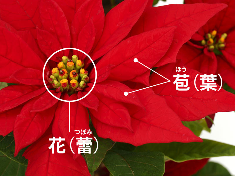 ポインセチアケア, 特徴, 花, 画像, 有毒