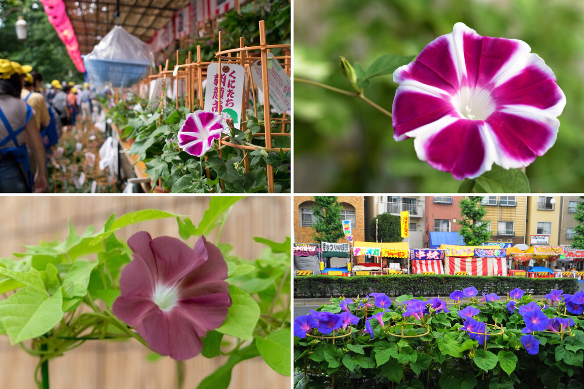 入谷朝顔まつり 2023 本日7月6日から開催JAPAN WEB MAGAZINE