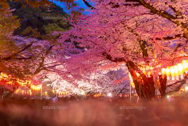 うえの桜フェスタ 2025年3月18日～4月6日 上野公園東京フェスタ・イベント情報