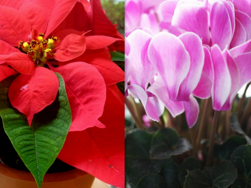 聖なる夜は美しい花と共に！ クリスマスイメージの花たちをご紹介GardenStoryガーデンストーリー