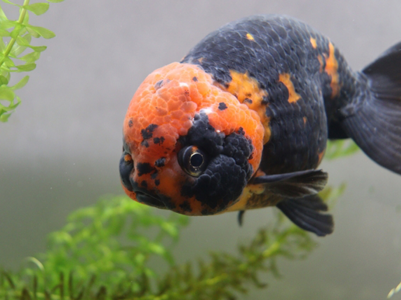 意外と長い！夏祭りの定番、金魚すくいの歴史とは？和のすてき 和の心を感じるメディア