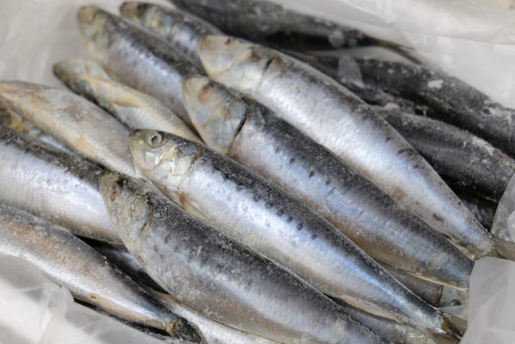 節分にイワシの頭を飾るのはなぜ？意味やオススメの食べ方をご紹介！みたい-まるはり×みたい-みつけて播磨 姫路、加古川など 情報サイト 旧：姫路みたい