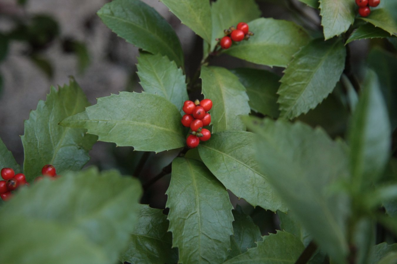 水引飾り付き＞ 難を転じて福となす 南天の実正月用お飾り新鮮お花問屋 Jp-Farmers.com