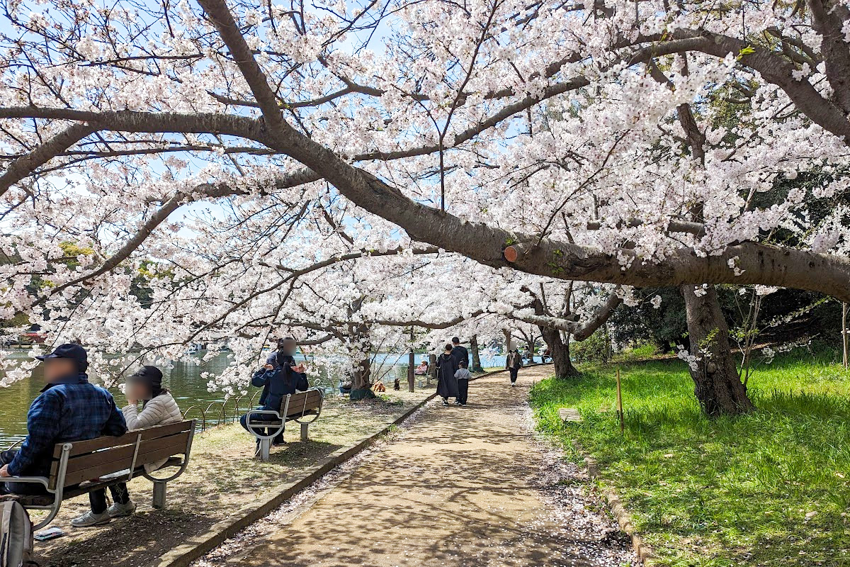 ふれあい動物開催中！ 桜まつり会場の明石公園にて、ふれあい動物園を開催しています！🌸 ①10:00〜12:00 ②13:00〜15:00ヤギの餌やり体験やモルモットのふれあいができます！ 他にもうさぎやフクロウなどたくさんの動物がいます！ みんな待ってるぶ〜🐷碧南市明石